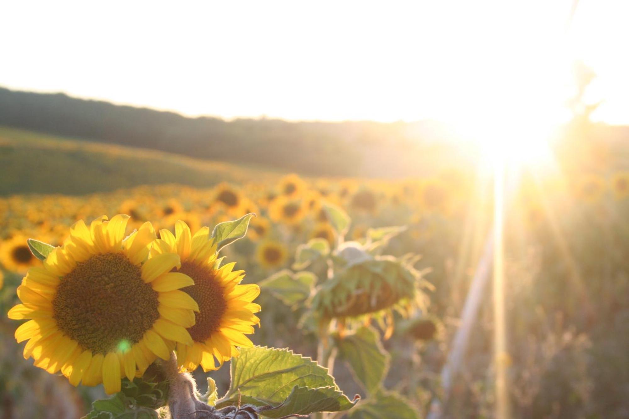 Gite Le Soleil Rabastens Exterior foto